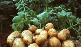 五月八月土豆在线观看,重温经典土豆盛宴